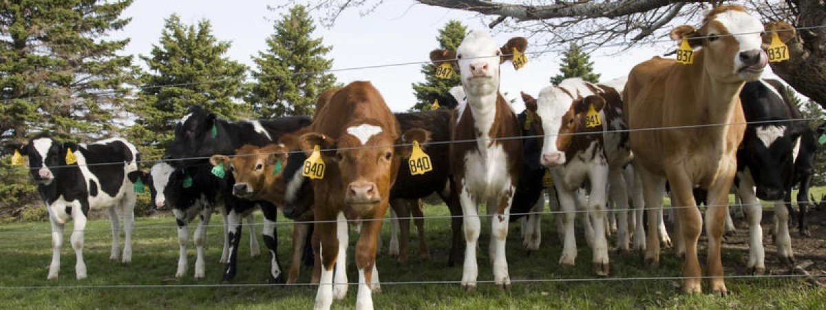 a group of calves looking through a wire fence