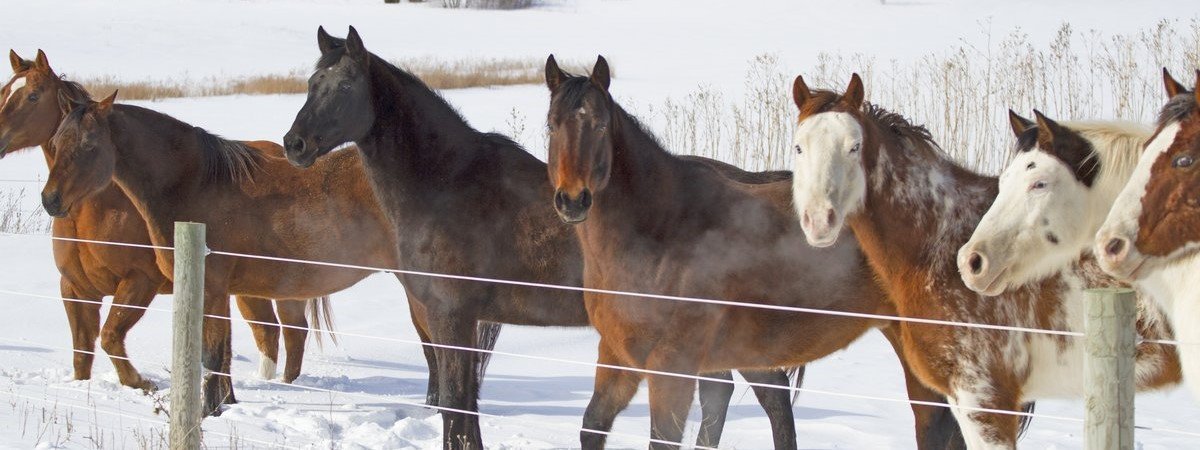 horses in a snowy field